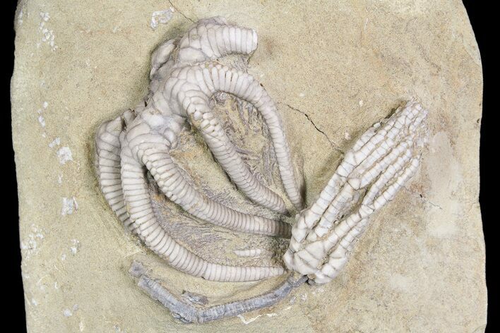 Pair of D Crinoid Fossils - Crawfordsville, Indiana #92524